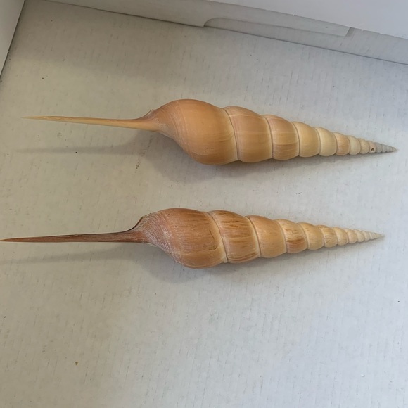 Spindle Tibia Seashell (s) Vintage - Picture 5 of 11